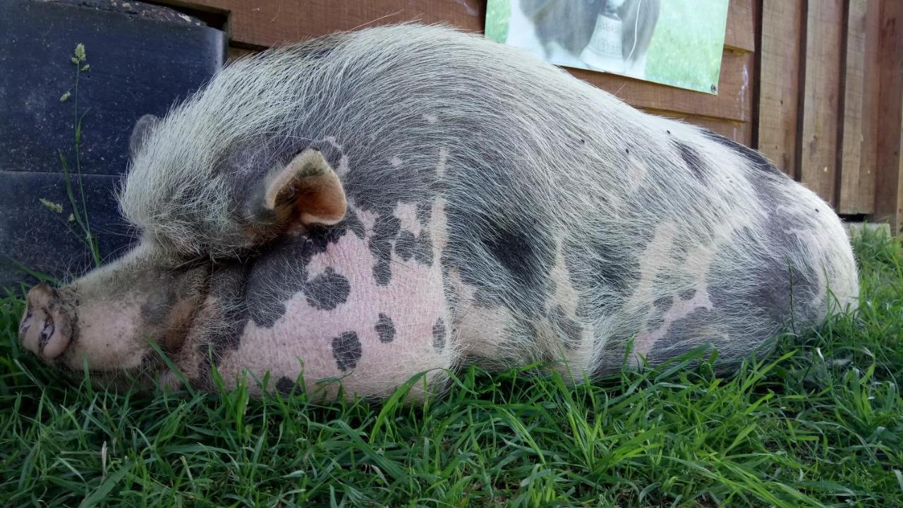 La Petite Ferme De Pouillon - Parc Animalier - Aire De Loisirs Bed & Breakfast Eksteriør bilde